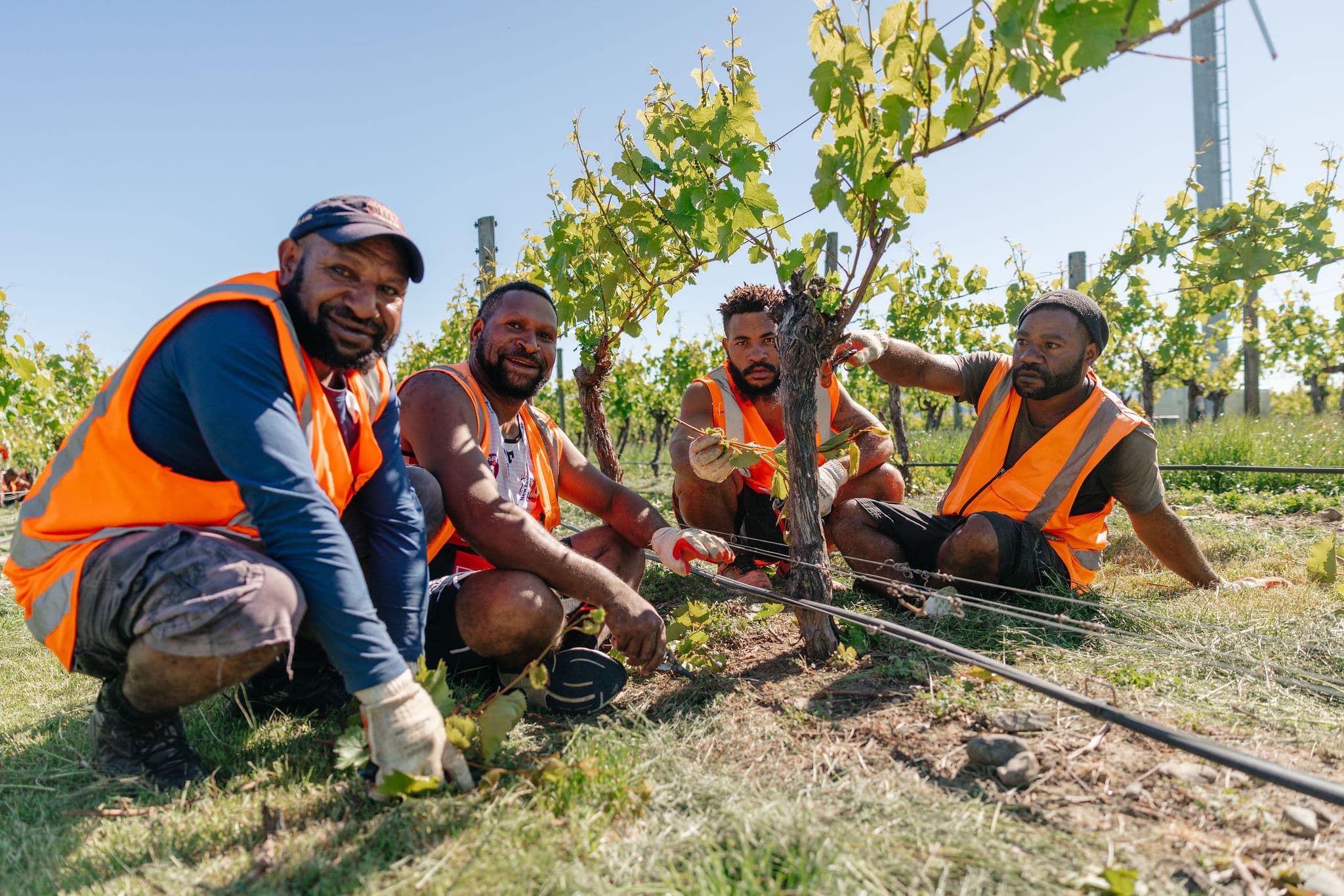 HVS pruning crew at work in a Marlborough vineyard