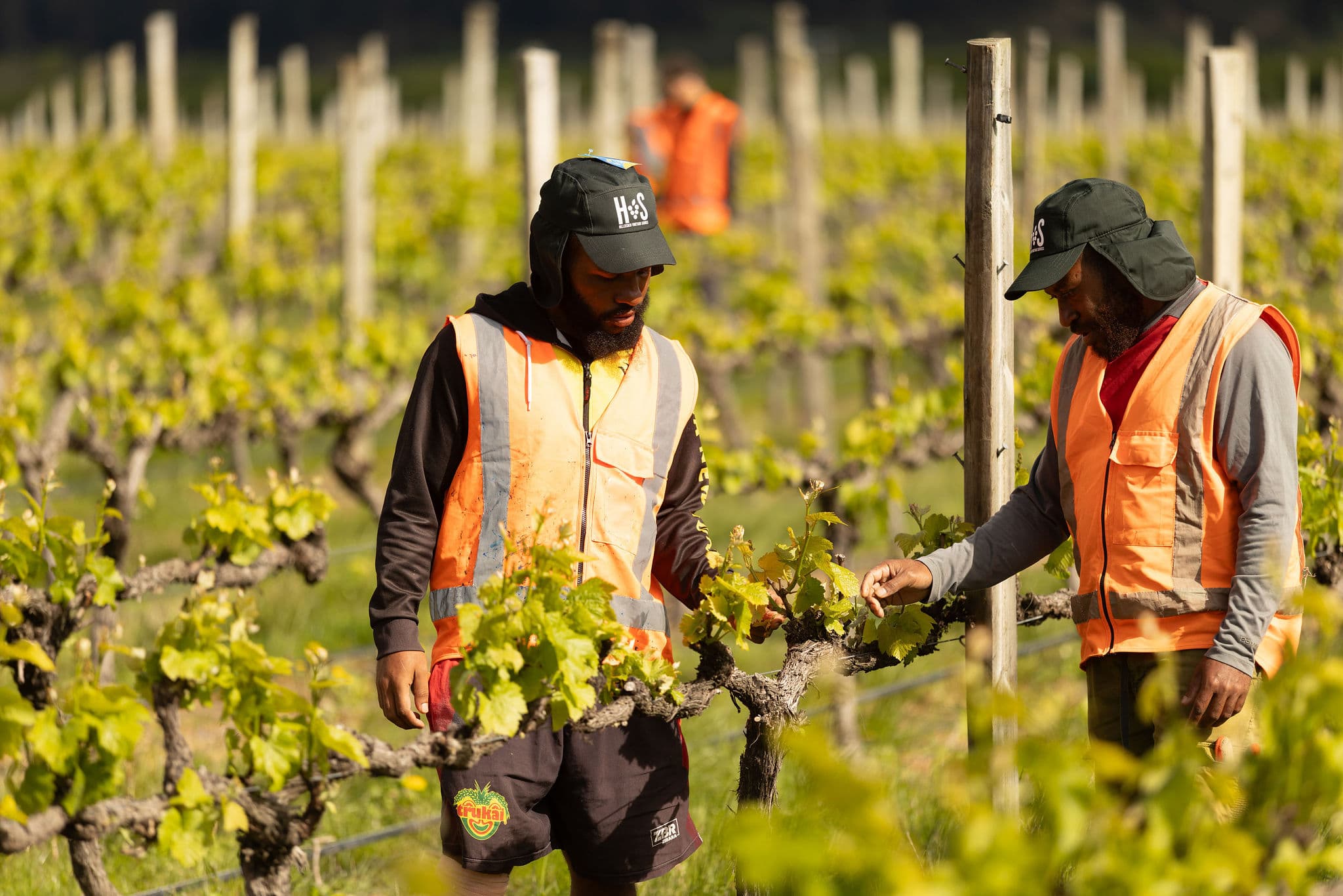 HVS specialty work in a Marlborough vineyard